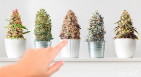 Тест: Какой сорт тебе нужен?