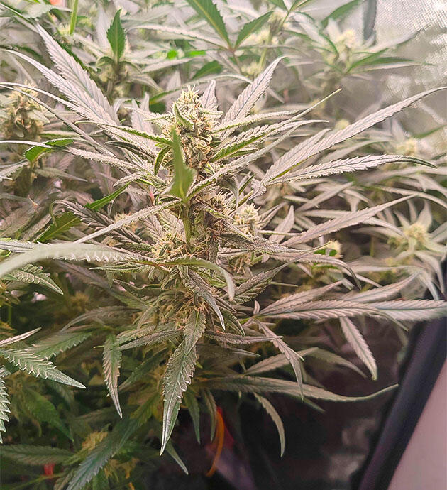 Куст Gorilla Cookies Auto на стадии цветения