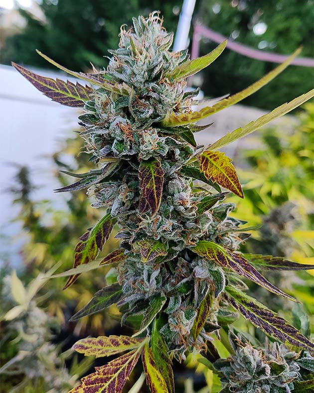 Подготовка к харвесту конопли Wedding Gelato Предхарвест кустов Wedding Gelato