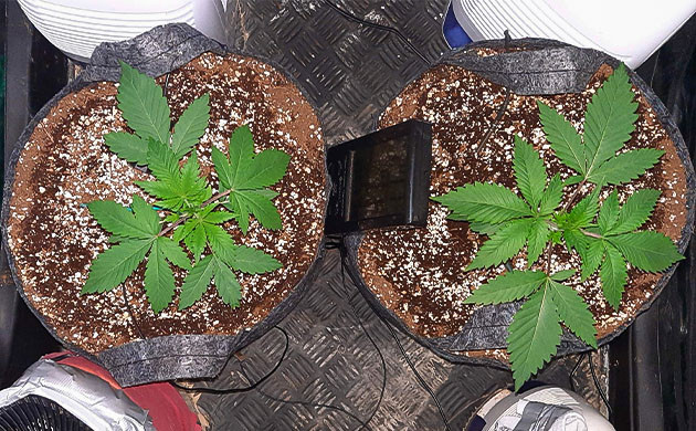 Jack 47 дневник по выращиванию Гроурепорт сорта Jack 47