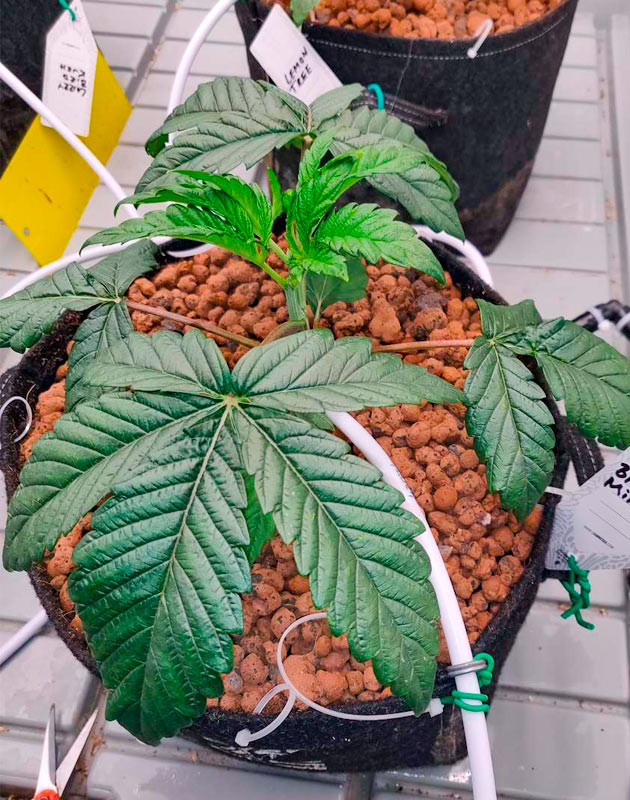 Система автополива для выращивания Biscotti Mintz Топпинг куста Biscotti Mintz и подготовка к мэйн линингу