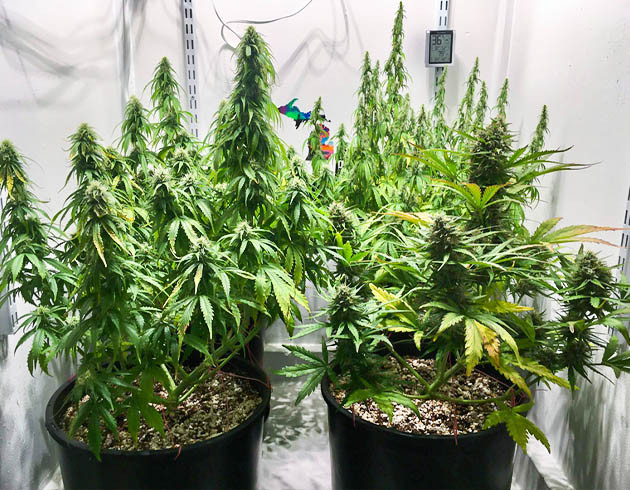 Растения конопли ростом 55 см