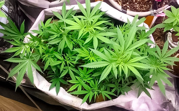 9 неделя марихуаны