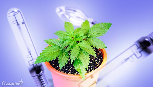 Влияние марихуаны на организм