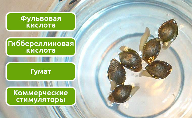 Замачивание семян в различных растворах