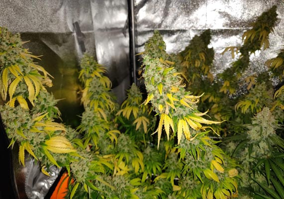 LSD перед харвестом