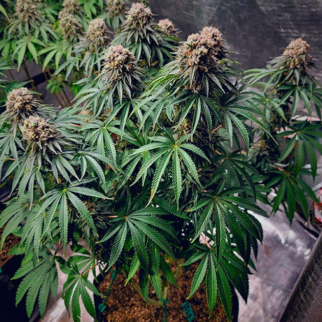 Финальный прирост бутонов DDoS #33