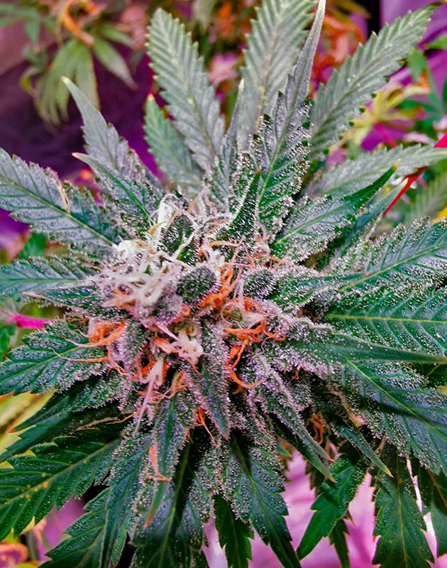 Куст Gorilla Glue от Monster Genetics на последней неделе выращивания