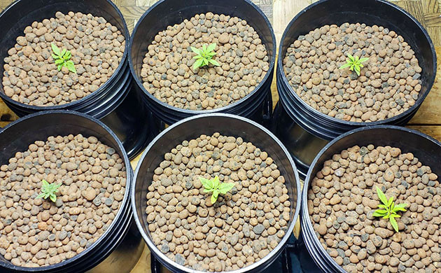 Mimosa Shot: начало в гидре