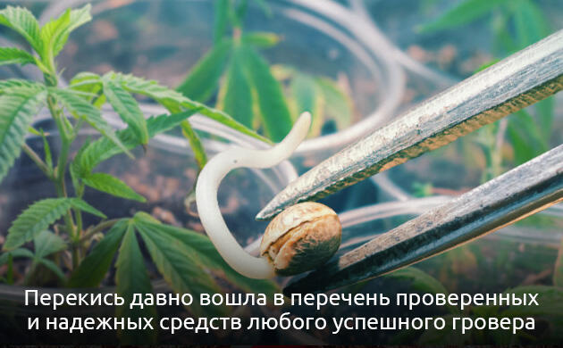 Замачивание семян каннабиса в растворе H2O2 Проращивание семян конопли с ускорением с помощью перекиси водорода