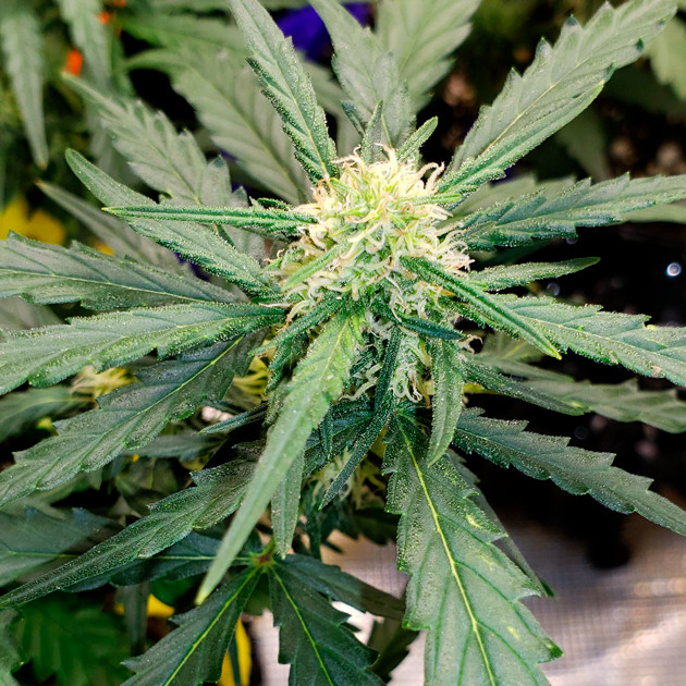 Цветение на пятой неделе