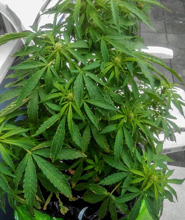 Ухудшение погоды на 6 неделе выращивания Цветущий куст NYC Diesel Auto