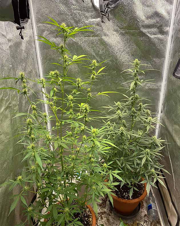 Перевод на цветение куста Banana Purple Punch Auto Стимуляция цветения куста Banana Purple Punch Auto