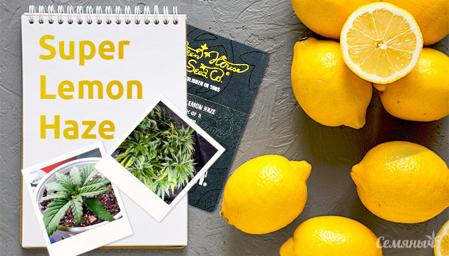 Гроурепорт сорта марихуаны Super Lemon Haze