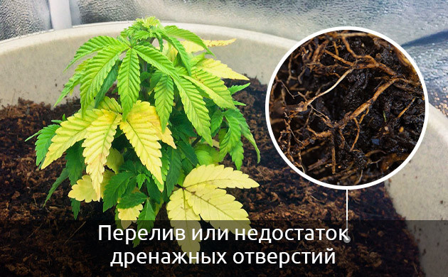 заболевания корней каннабиса из-за неправильного полива