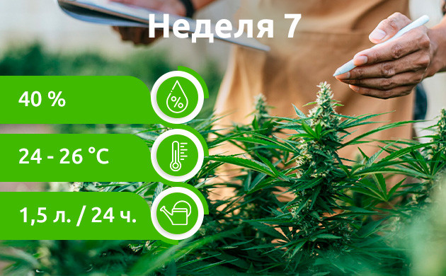 Неделя 7: Регулярные проверки