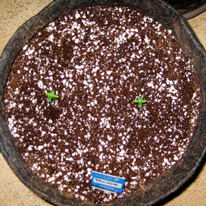 Второе и третье семя Tangie'matic auto