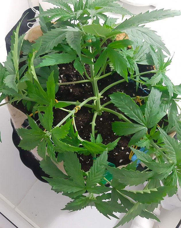 Настройка компрессора для Critical Orange Punch Auto