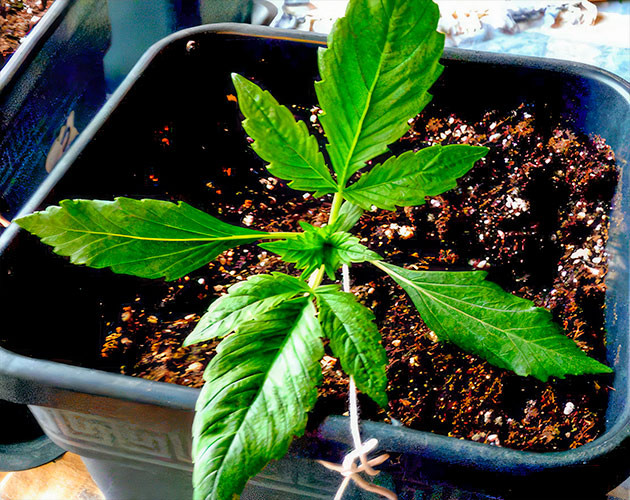 Начало выращивания в горшке