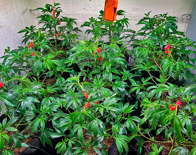 Mimosa x Orange Punch ростом 65 - 75 см