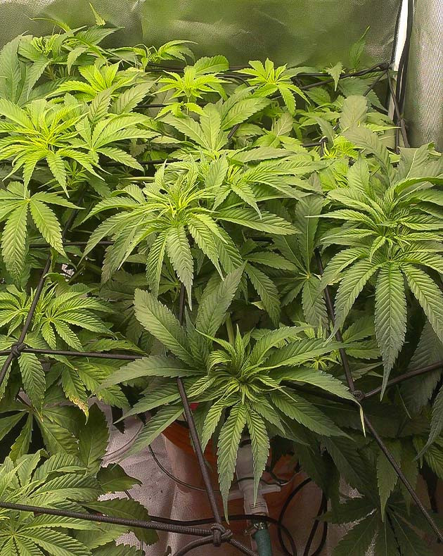 Установка сетки Скрог