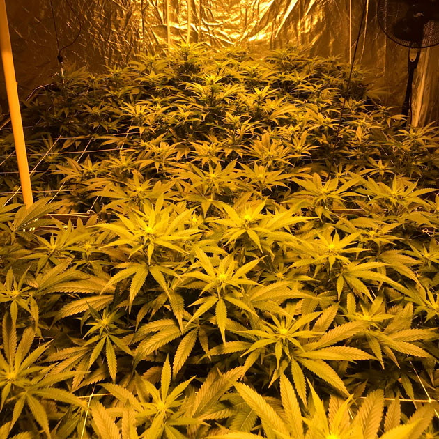 Каннабис высотой 94 см