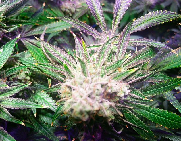 подготовка к харвесту Wedding Gelato