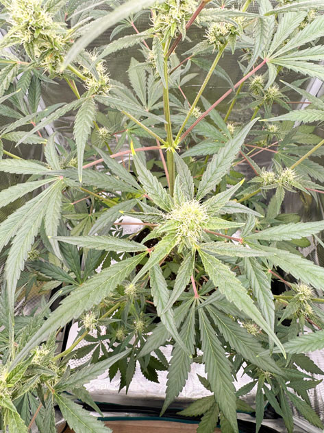 Тонкости формирования шишек у CBD Lemon Auto