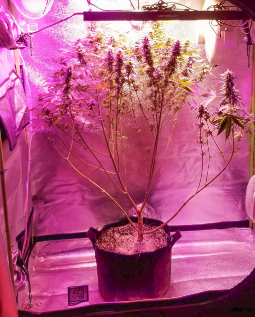 Подготовка куста к харвесту Куст Green Crack 2.0 от Humboldt Seed Organization на 10-12 неделе