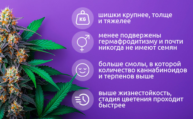 Почему триплоиды лучше?