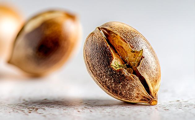 Ошибки при скарификации Что может пойти не так при скарификации семян конопли?