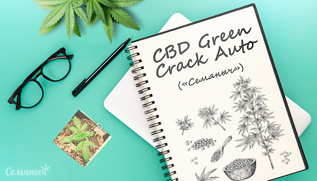 Гроурепорт сорта марихуаны CBD Green Crack Auto