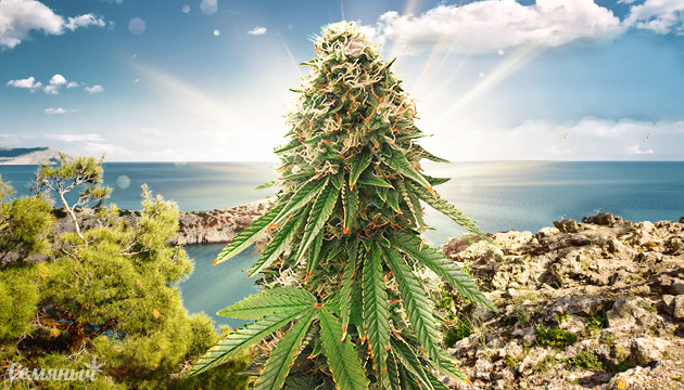 Cатива для южных регионов Сатива для юга