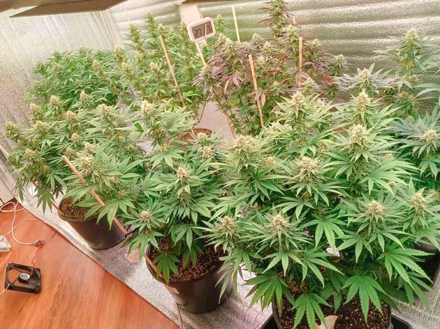 Приобретение поддонов и легкий запах марихуаны Кусты Permanent Marker на 15 неделе