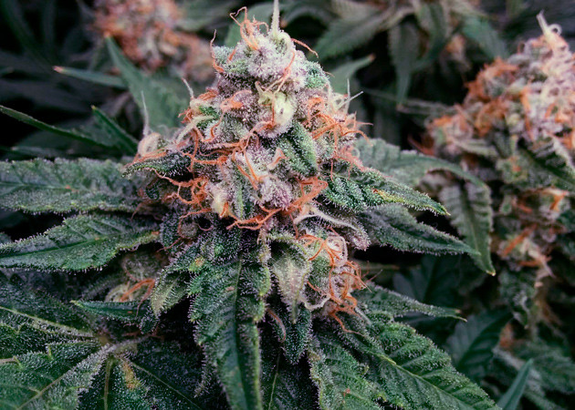 Соцветие клона конопли