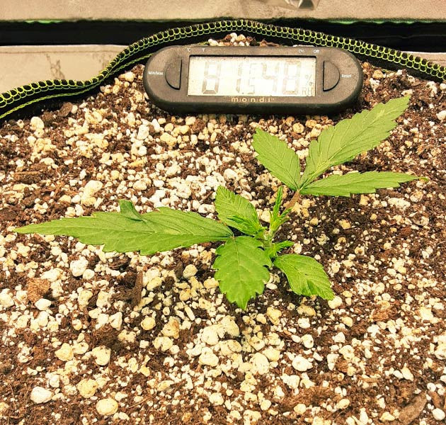 Обрезка верхушки небольшого ростка