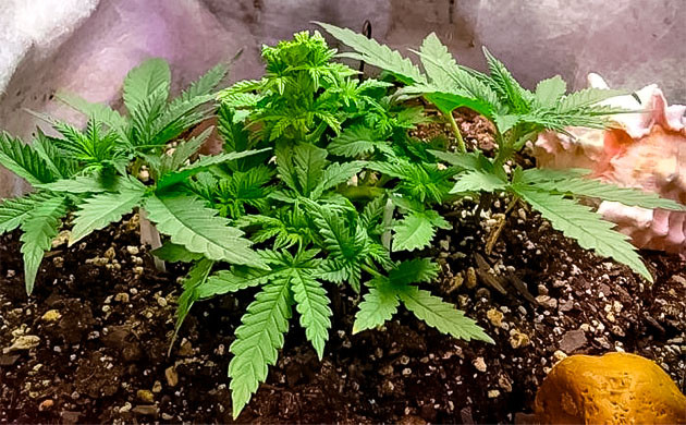 Марихуана на 5 неделе роста