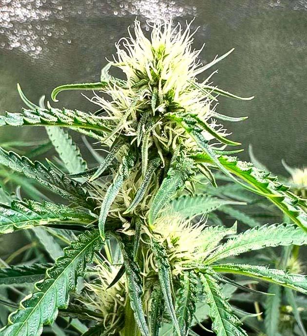 Шишка конопли, покрытая трихомами