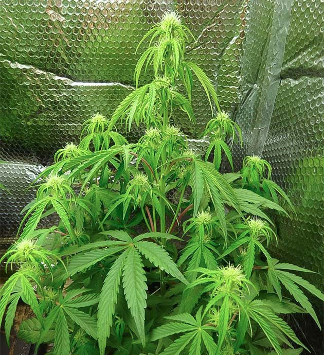 Подкормка куста Wedding Cake Auto