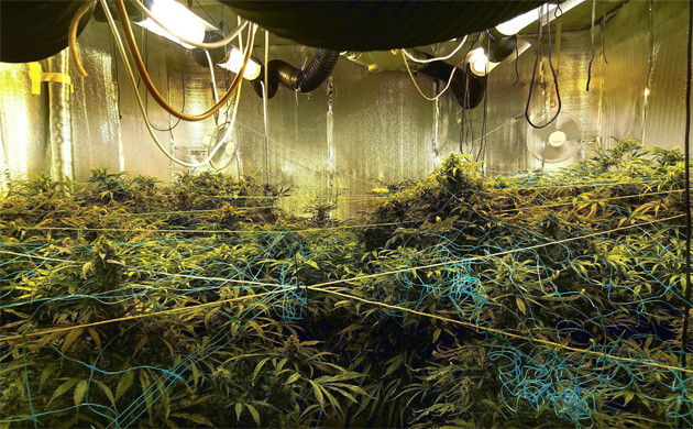 Созревшие кусты Tangie’matic