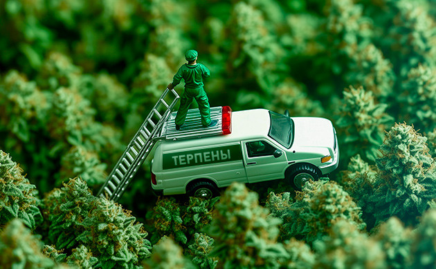 Гумулен и другие терпены: химическое оружие растений