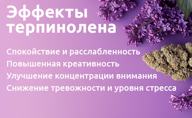 Терпинолен: влияние на психику и тело