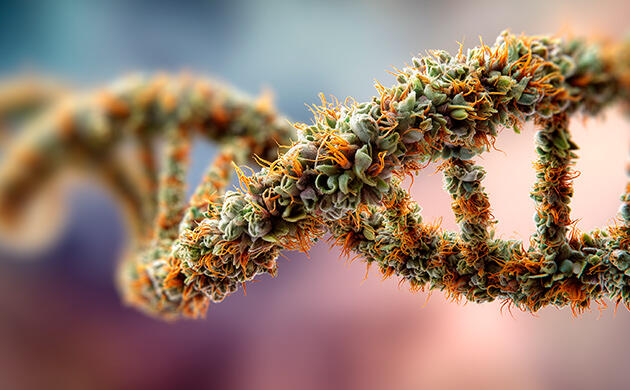 Марихуаны, метилирование ДНК и риск психоза