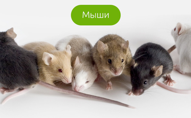 Белые, серые, черные мыши