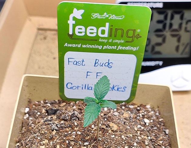 Росток Gorilla Cookies FF от FastBuds