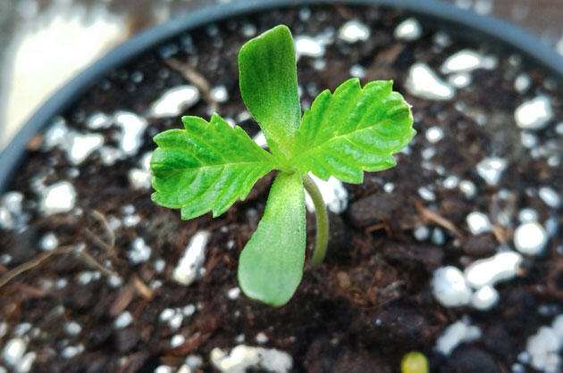 Проращивание конопли Росток сорта La Bomba