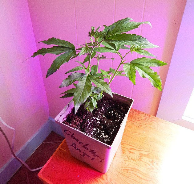 Обрезка верхушки куста