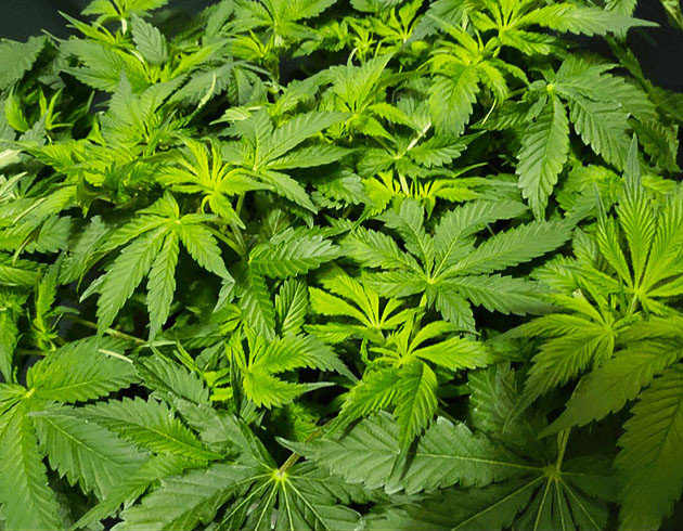 Подготовка куста Glue Sherbert к цветению