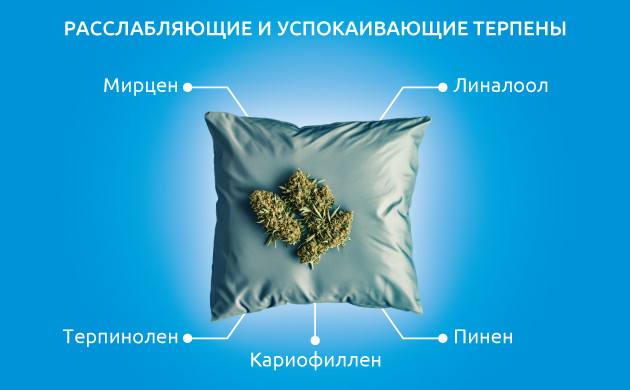 5 терпенов для глубокого сна и расслабления