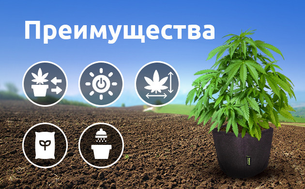 Плюсы выращивания в аутдоре в горшке